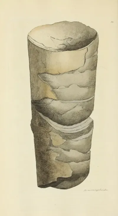 The Mineral Conchology Of Great Britain Pl 059
