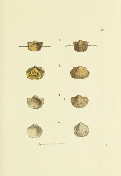 The Mineral Conchology Of Great Britain Pl 068