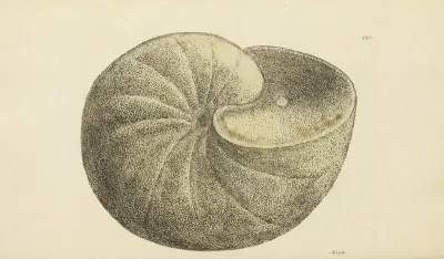 The Mineral Conchology Of Great Britain Pl 119