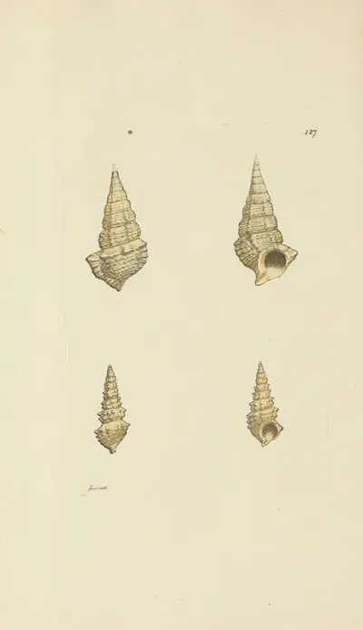 The Mineral Conchology Of Great Britain Pl 123