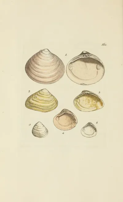 The Mineral Conchology Of Great Britain Pl 157
