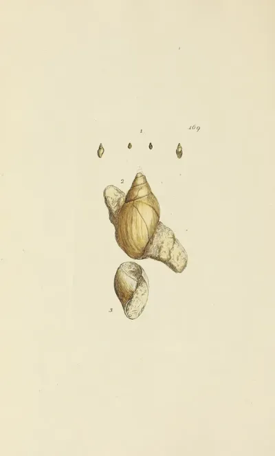 The Mineral Conchology Of Great Britain Pl 164