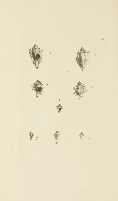 The Mineral Conchology Of Great Britain Pl 185