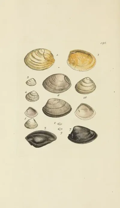 The Mineral Conchology Of Great Britain Pl 188