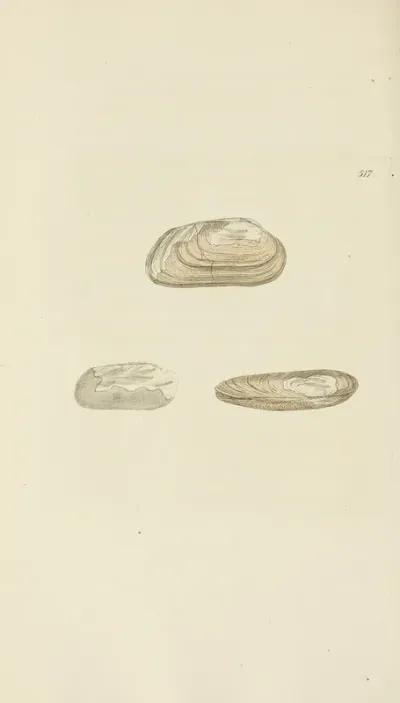 The Mineral Conchology Of Great Britain Pl 305