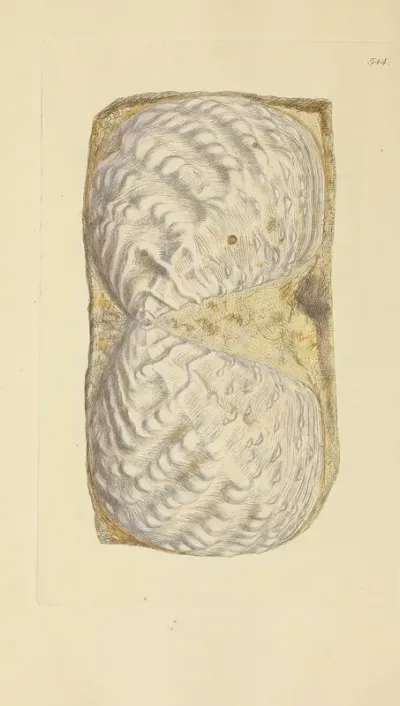 The Mineral Conchology Of Great Britain Pl 332