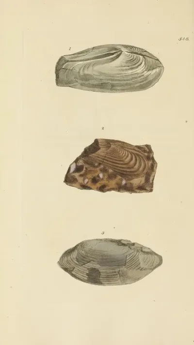 The Mineral Conchology Of Great Britain Pl 336