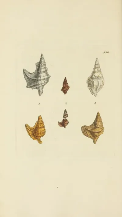 The Mineral Conchology Of Great Britain Pl 346