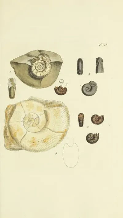 The Mineral Conchology Of Great Britain Pl 358