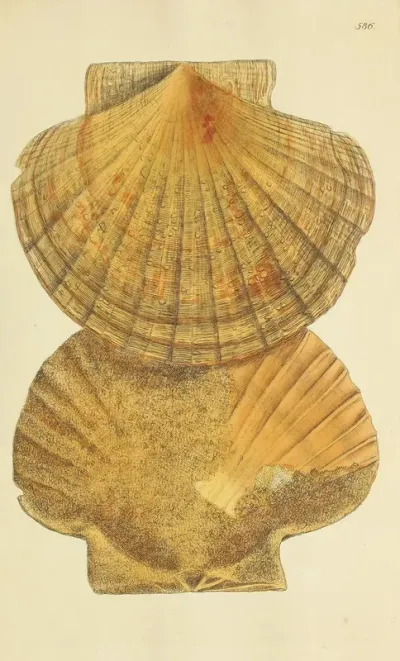 The Mineral Conchology Of Great Britain Pl 374