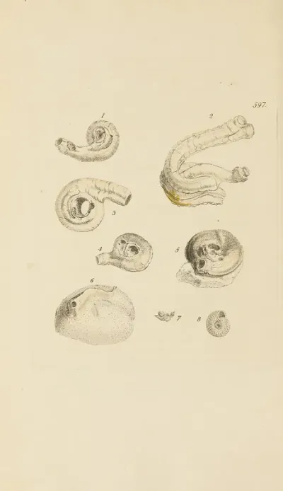 The Mineral Conchology Of Great Britain Pl 384