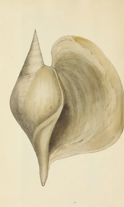 The Mineral Conchology Of Great Britain Pl 484