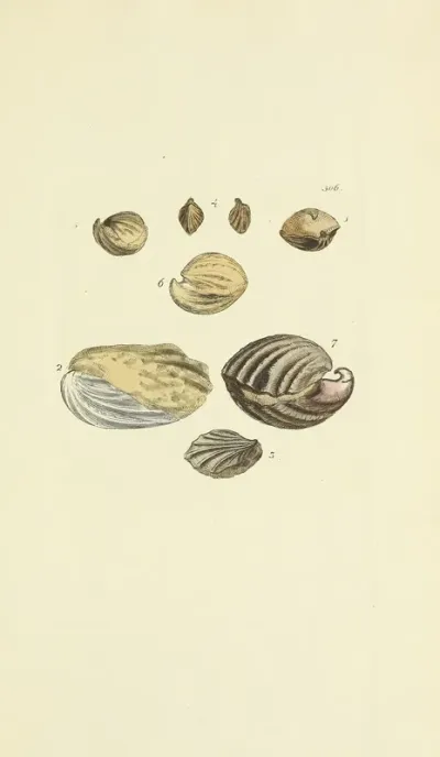 The Mineral Conchology Of Great Britain Pl 490