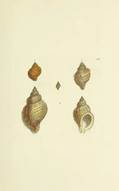 The Mineral Conchology Of Great Britain Pl 496