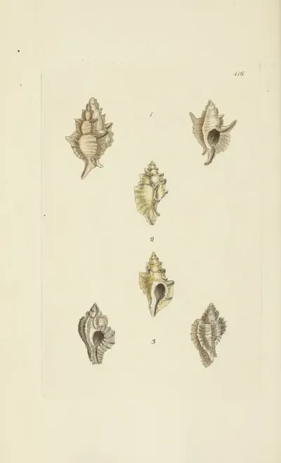 The Mineral Conchology Of Great Britain Pl 499