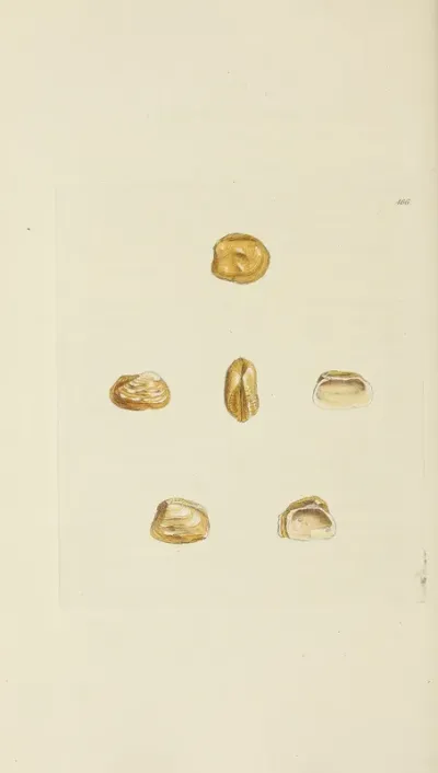 The Mineral Conchology Of Great Britain Pl 547