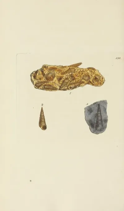 The Mineral Conchology Of Great Britain Pl 580