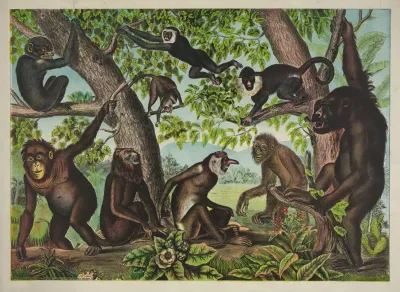 The Monkeys