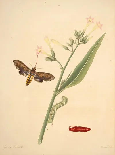 The Natural History Of The Rarer Lepidopterous Insects Of Georgia Pl 033