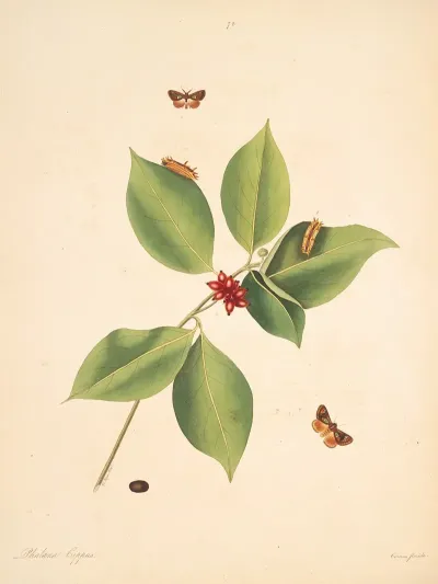 The Natural History Of The Rarer Lepidopterous Insects Of Georgia Pl 073