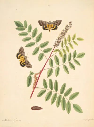 The Natural History Of The Rarer Lepidopterous Insects Of Georgia Pl 089