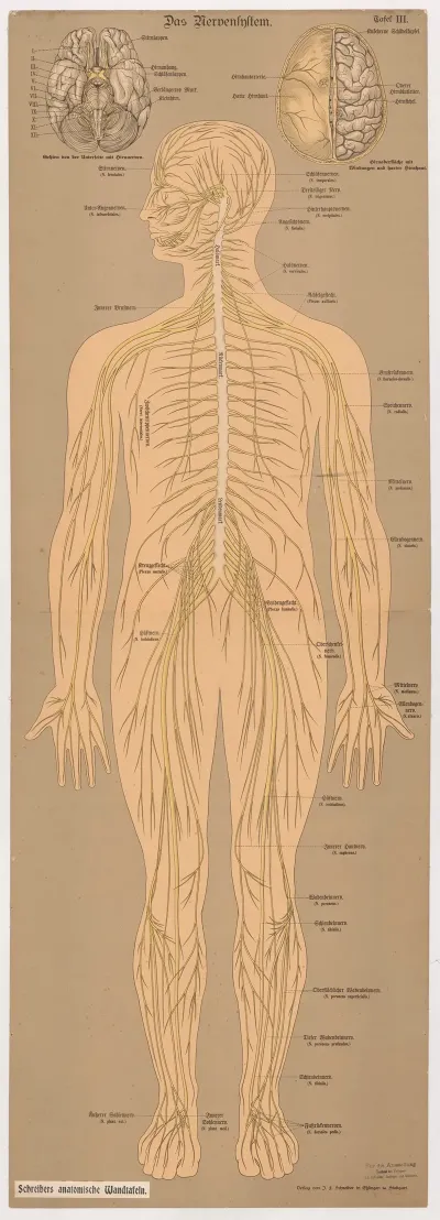 The Nervous System 4