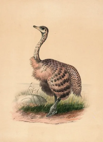 The Ostrich