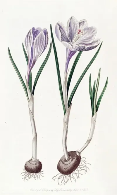 The Painted Vernal Crocus