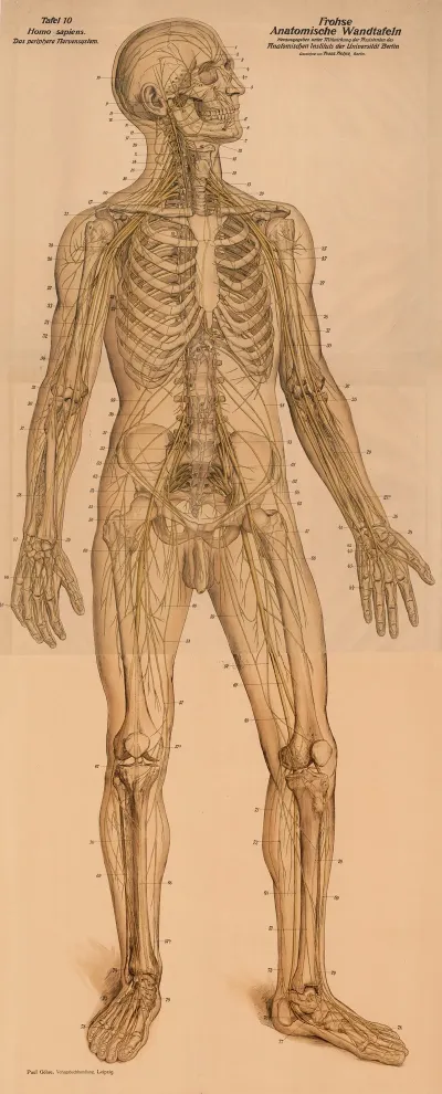 The Peripheral Nervous System