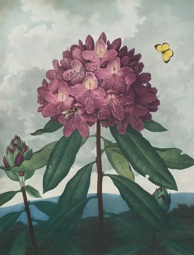 The Pontic Rhododendron