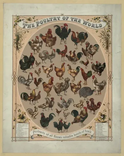 The Poultry Of The World Portraits Of All Known Valuable Breeds Of Fowls