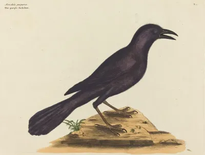 The Purple Jack Daw Gracula Quiscula