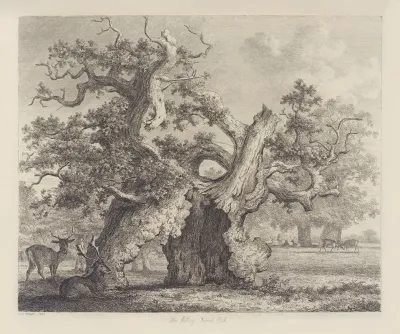 The Salcey Forest Oak