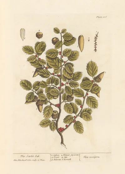 The Scarlet Oak