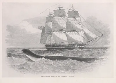 The Sea Serpent When First Seen From H M S Daedalus
