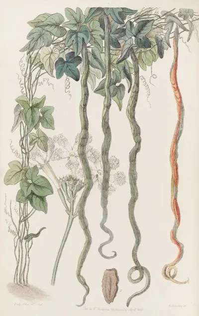 The Serpent Cucumber Or Hairblossom