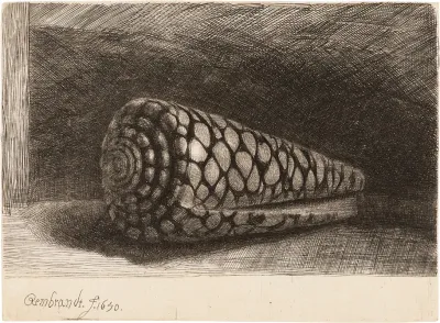 The Shell Conus Marmoreus