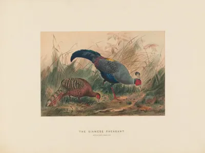 The Siamese Pheasant 2