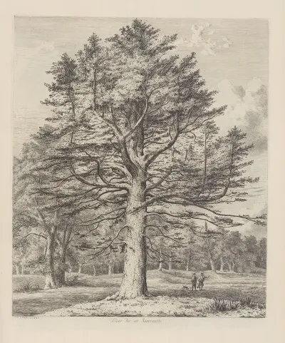 The Silver Fir At Roseneath