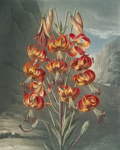The Superb Lily 2