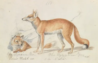 The Syrian Fox And The Egyptian Fox