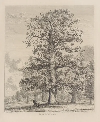The Tall Oak At Fredville