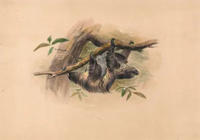 The Three Toed Sloth