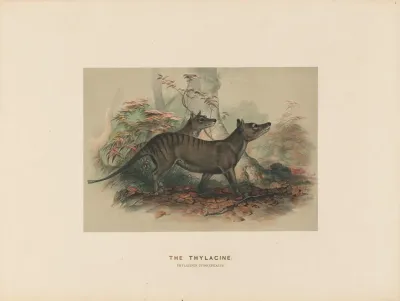 The Thylacine 2