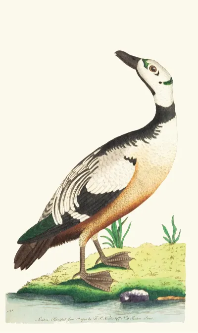 The Western Duck