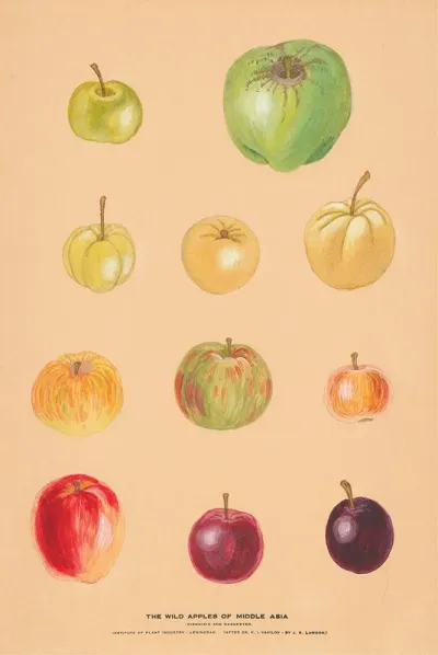 The Wild Apples Of Middle Asia 2