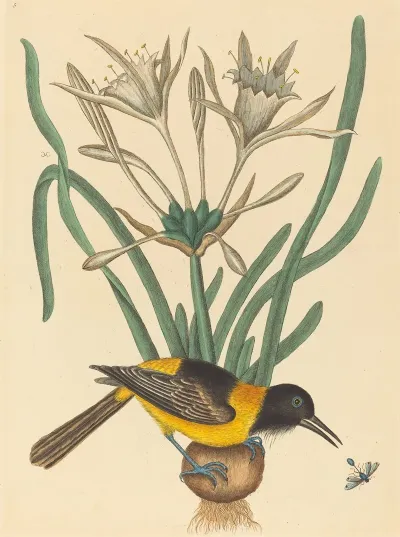 The Yellow And Black Pye Oriolus Icterus