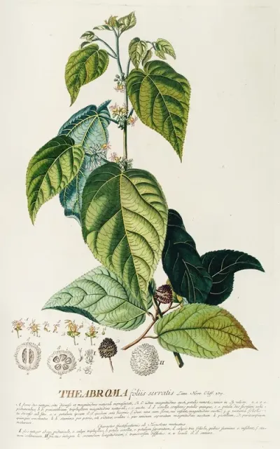 Theabroma