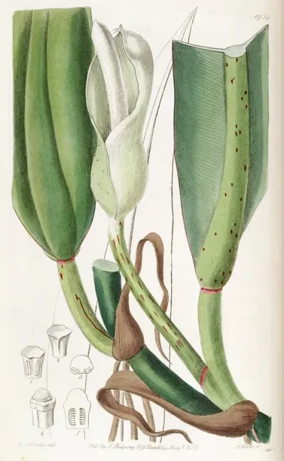 Thick Ribbed Philodendron