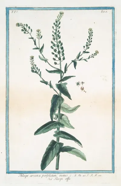 Thlaspi Arvense Perfoliatum Maius Tlaspi Offic Field Pennycress Stink Weed